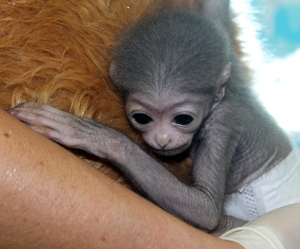 Baby Gibbon Duke - nearly 1 month old