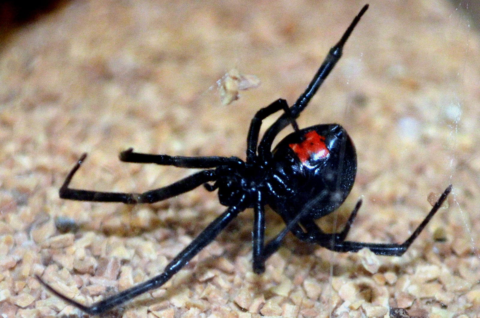 black widow spider | Greensboro Science Center
