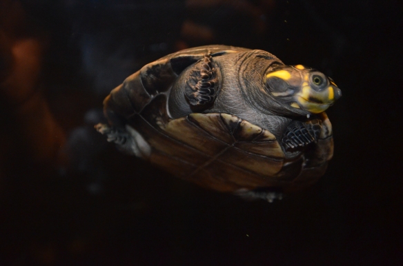Yellow Spotted River Turtle in the Carolina SciQuarium